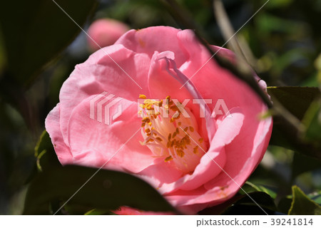 茶花(花財富) 茶花(花財富) 39241814