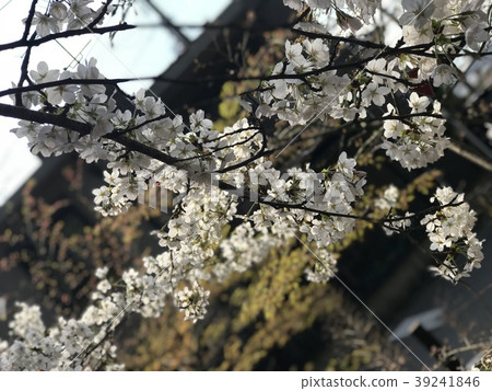 Sunshine Sunshine 39241846