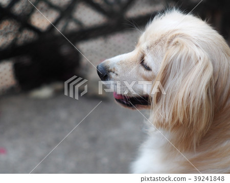 cute lovely white long hair handsome young dog cute lovely white long hair handsome young dog 39241848