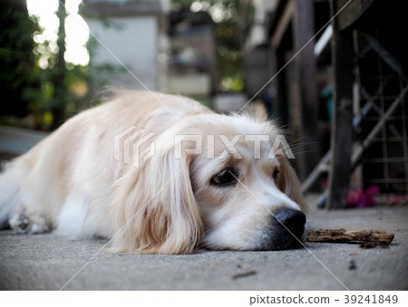 cute lovely white long hair handsome young dog 39241849