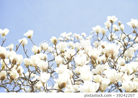 木蘭花在天空中傳播 39242207