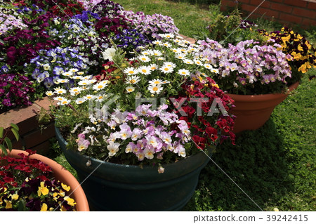Spring flower bed Winter flower bed Spring flower bed Winter flower bed 39242415