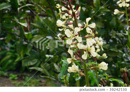 Arugula flowers 39242530
