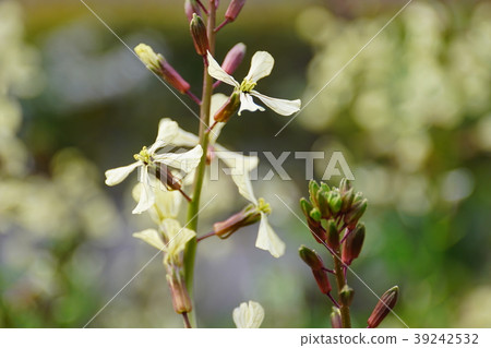 Arugula flowers 39242532