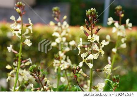 Arugula flowers 39242534