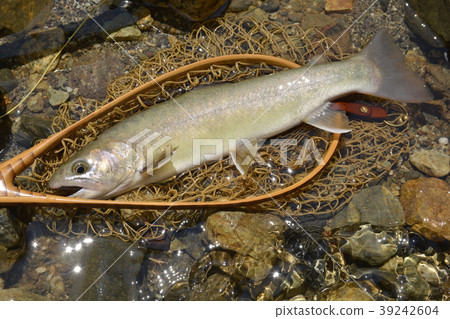 Shiroiwa魚 39242604