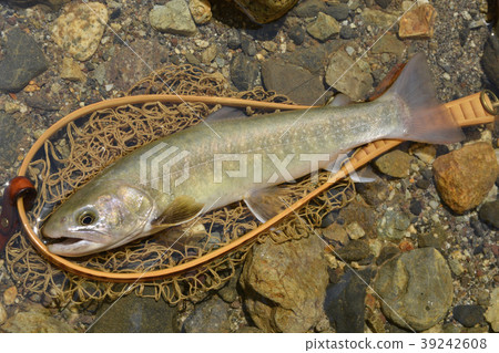 Shiroiwa fish Shiroiwa fish 39242608