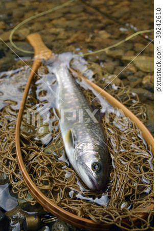 Brook trout Brook trout 39242610