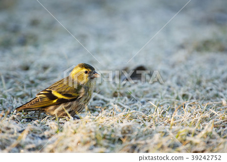 Siskin (Carduelis spinus) on the ground 39242752