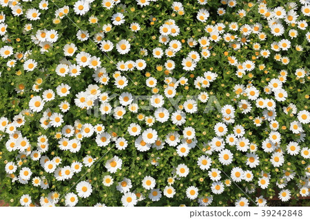 Spring flower bed Winter flower bed Spring flower bed Winter flower bed 39242848