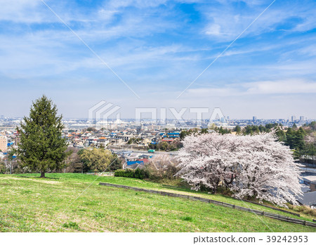 A hill and a residential area where cherry blossoms bloom A hill and a residential area where cherry blossoms bloom 39242953