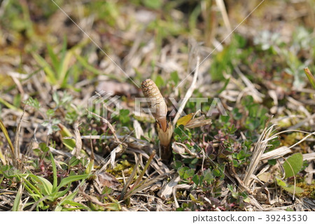 Tsukushi Tsukushi 39243530