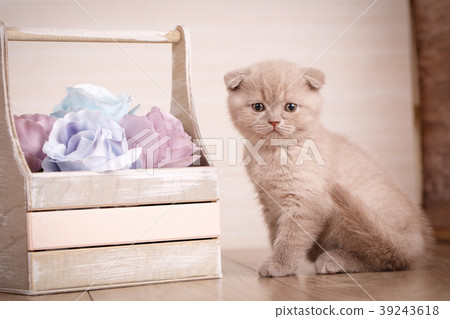 Scottish Fold Cat near box with flowers Scottish Fold Cat near box with flowers 39243618