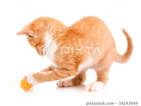 Playful red kitten on a white 39243649