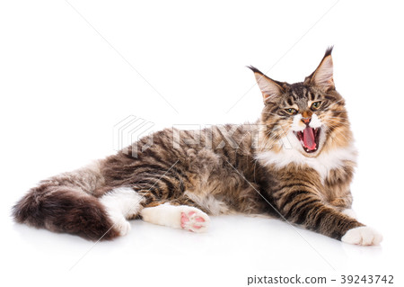 Cat portrait, Maine coon 39243742