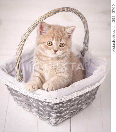 Cream color Scottish strait cat sits in a wicker Cream color Scottish strait cat sits in a wicker 39243769