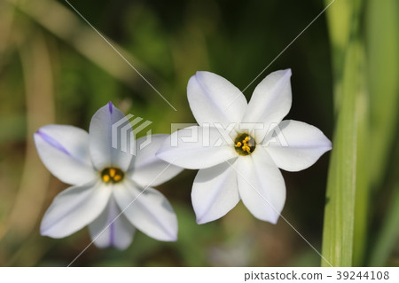 Hananilla Hananilla 39244108