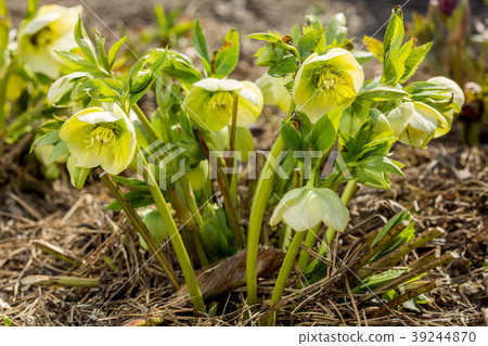 Snowdrop in the forest Snowdrop in the forest 39244870