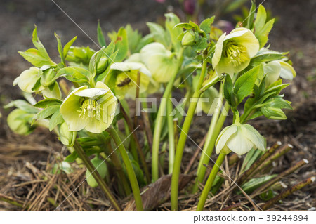 Snowdrop in the forest Snowdrop in the forest 39244894