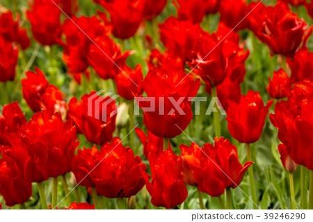 Tulip. Fresh red tulips Glade. Field with red Tulip. Fresh red tulips Glade. Field with red 39246290