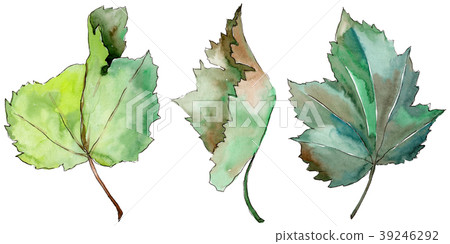 Leaves currant in a watercolor style isolated. 39246292