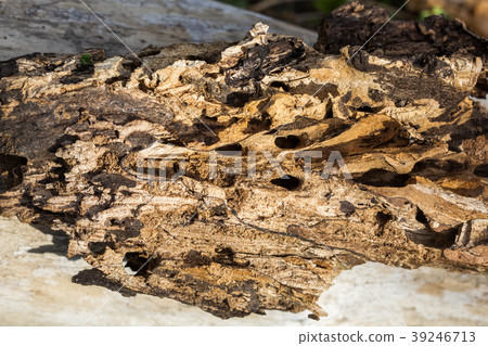 Large wooden snag Bark beetle Large wooden snag Bark beetle 39246713