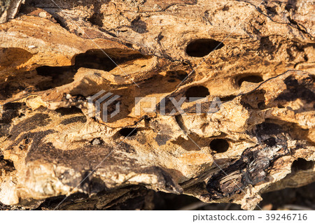 Large wooden snag Bark beetle Large wooden snag Bark beetle 39246716