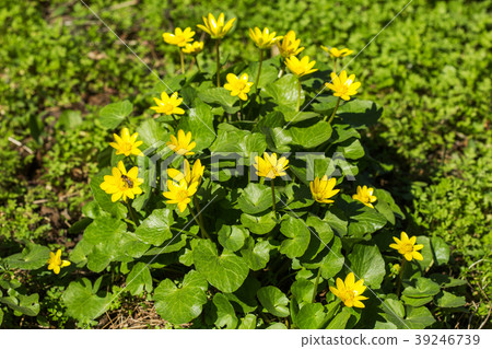 Blossoming buttercup spring 39246739