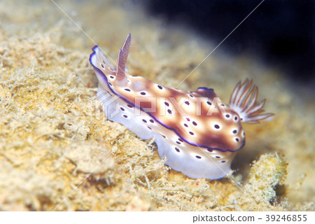 Nuushi Nuushi 39246855