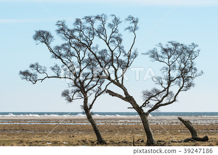 Windblown trees by the coast 39247186