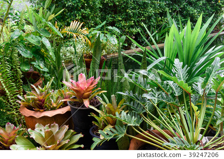 Beautiful green garden landscape in tropical rain Beautiful green garden landscape in tropical rain 39247206