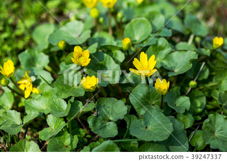 Blossoming buttercup spring 39247337