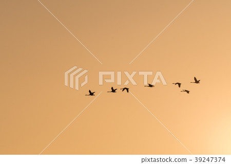 Flying Swans Silhouettes by a colored sky Flying Swans Silhouettes by a colored sky 39247374