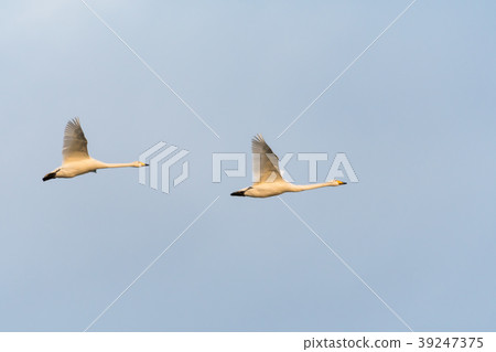 White Swans in Beautiful Flight White Swans in Beautiful Flight 39247375