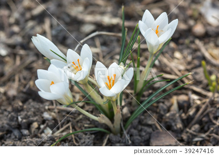 Snowdrop in the forest 39247416