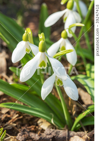 Snowdrop in the forest Snowdrop in the forest 39247418