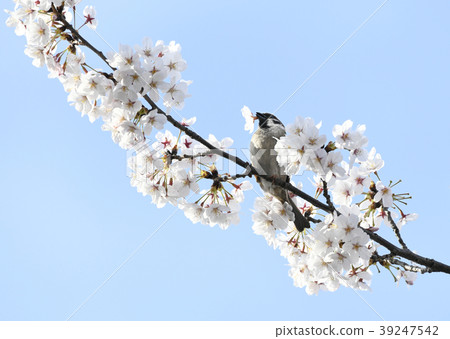 日本風景Sparrowing櫻花和吸吮蜂蜜麻雀（Harima Saka Sakura） 39247542