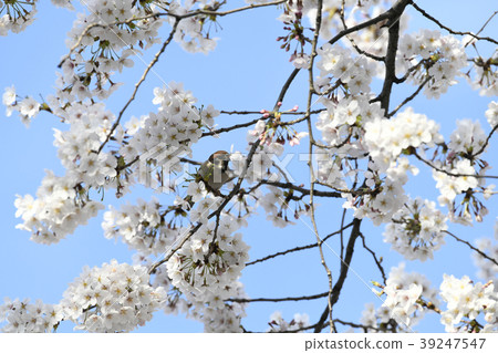 Japanese scenery Sparrowing cherry blossoms and sucking honey sparrows (Harima Saka Sakura) 39247547