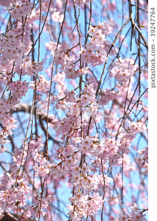 Fern tears (branched cherry blossoms) 39247764
