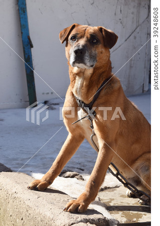 Dog.Cute funny puppy.Brown dog. Dog is a faithful Dog.Cute funny puppy.Brown dog. Dog is a faithful 39248608