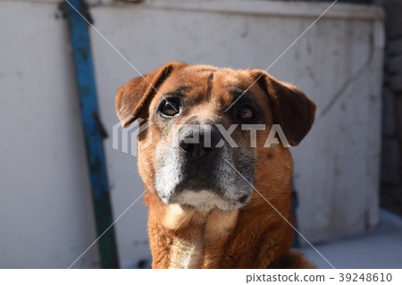 Dog.Cute funny puppy.Brown dog. Dog is a faithful  39248610