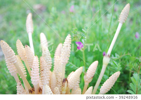 Tsukushitsumi 39248916