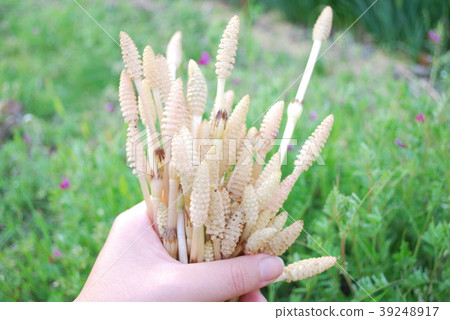 Tsukushitsumi 39248917