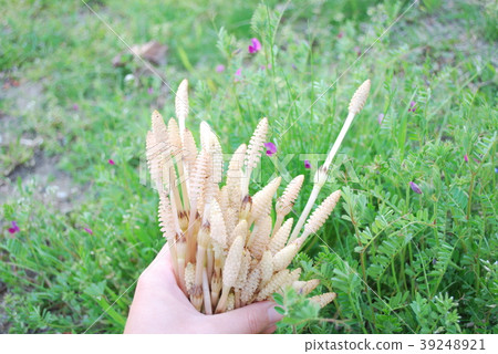 Tsukushitsumi 39248921