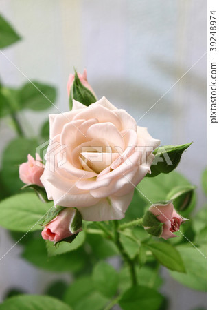 Branch of beautiful pink rose Branch of beautiful pink rose 39248974
