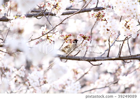 櫻花麻雀 39249089