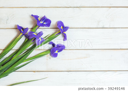 Violet Irises xiphium Bulbous iris, Iris sibirica 39249146