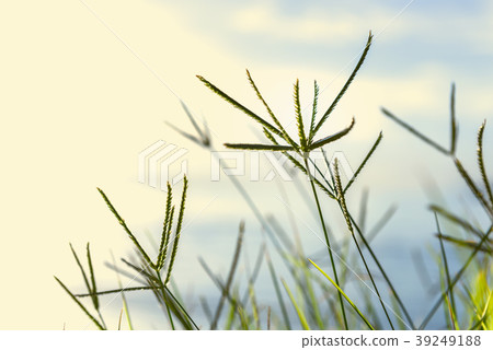 Close up green grass with nature beach background Close up green grass with nature beach background 39249188