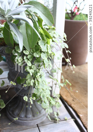 從事園藝綠色下垂的綠色花的綠色葉茂盛遊廊 39249221