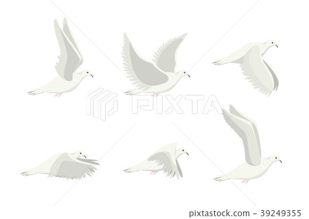 Cartoon White Dove Bird Set. Vector Cartoon White Dove Bird Set. Vector 39249355